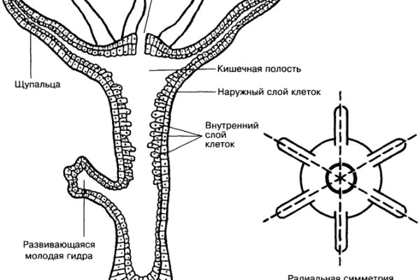 Адрес сайта кракен